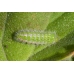 Geranium Bronze Butterfly Cacyreus marshalli 5 pupae